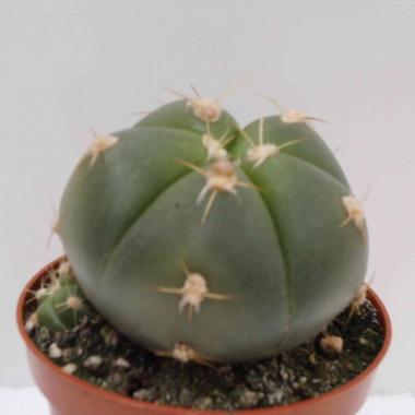 Gymnocalycium horstii